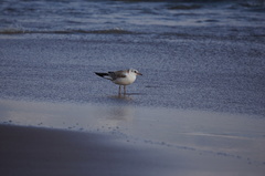 Chroicocephalus ridibundus