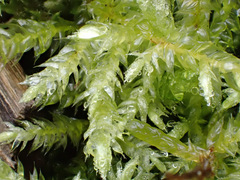 Rhynchostegium megapolitanum