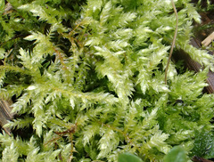 Rhynchostegium megapolitanum