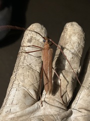 Proholopterus chilensis