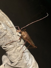 Proholopterus chilensis