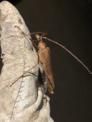 Proholopterus chilensis