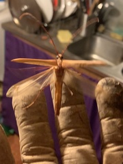 Proholopterus chilensis