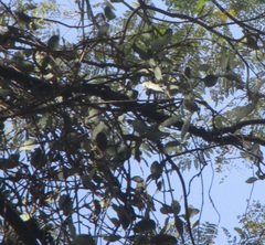 Struthanthus interruptus