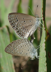 Zizina otis antanossa