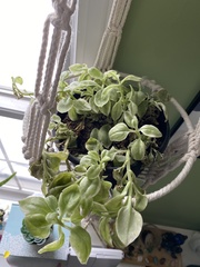 Peperomia blanda