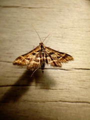 Diasemia grammalis
