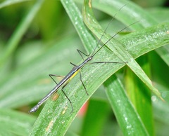 Cesaphasma panamensis