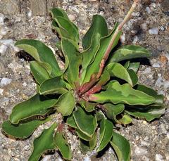 Limonium angustebracteatum