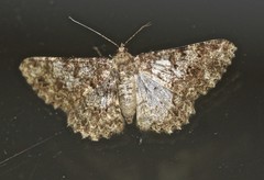 Racotis maculata