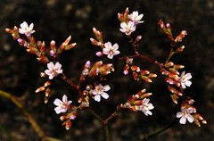 Limonium angustebracteatum