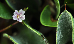 Limonium angustebracteatum