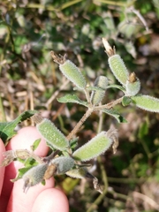 Mentzelia texana