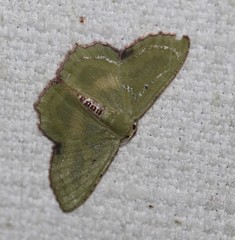 Metallochlora lineata