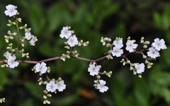 Limonium cossonianum