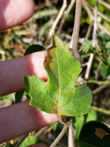 Image of Mentzelia texana by (c) Alison Northup, some rights reserved (CC BY)