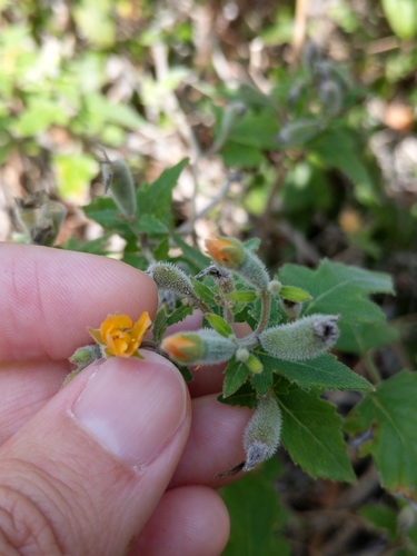 Image of Mentzelia texana by (c) Alison Northup, some rights reserved (CC BY)