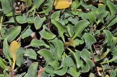 Limonium cossonianum