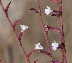 Limonium echioides