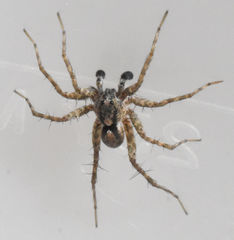 Pardosa milvina