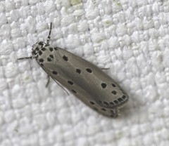 Ethmia heptasema