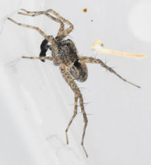 Pardosa milvina