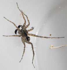 Pardosa milvina