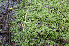Riccia stricta