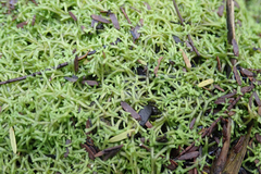 Riccia stricta