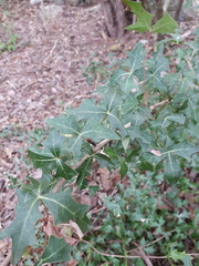 Berberis trifoliolata