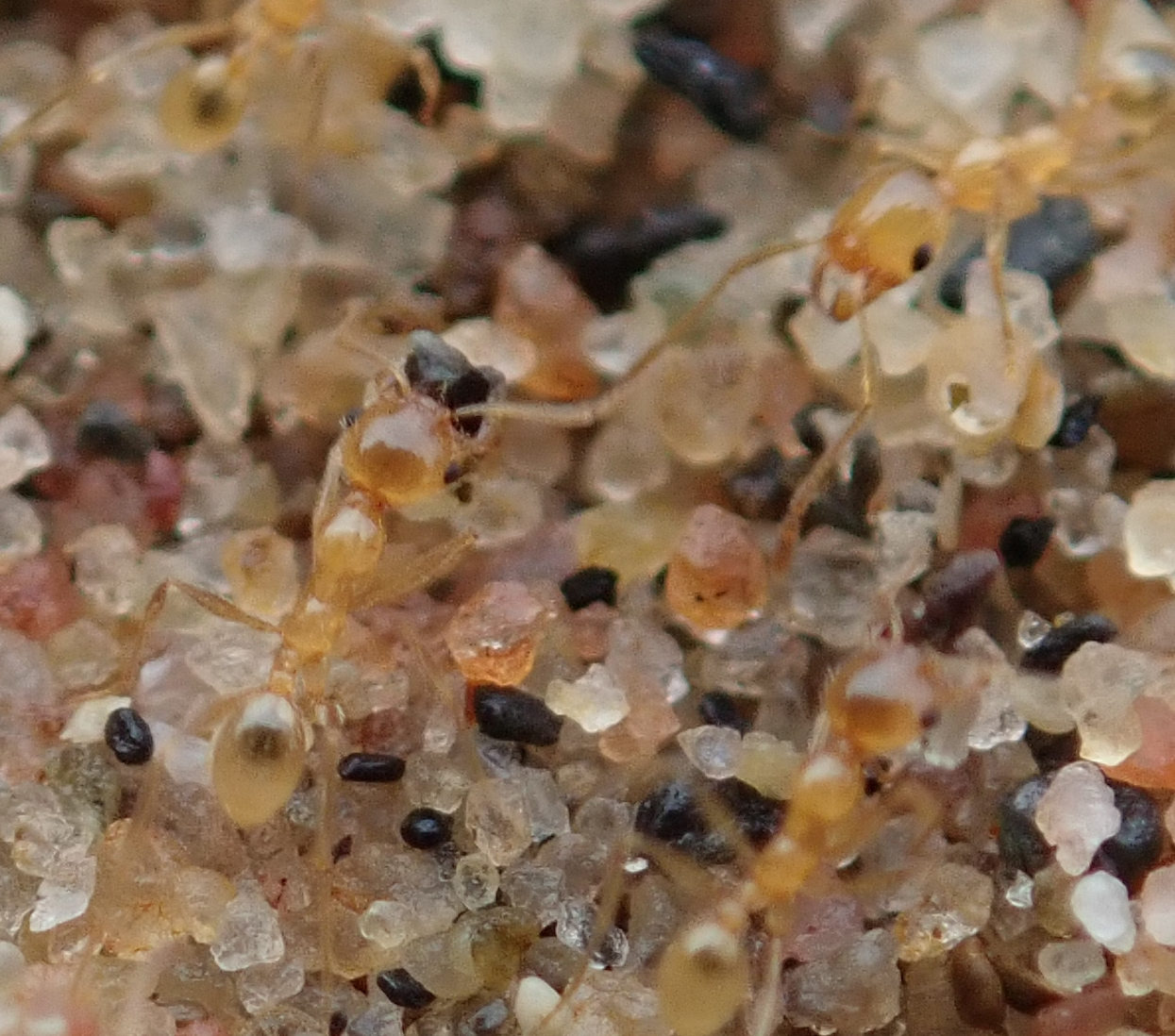 Pheidole kitschneri