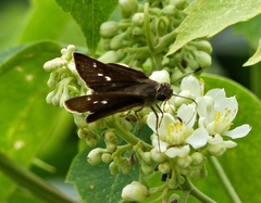 Cymaenes tripunctus theogenis