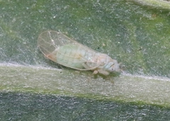 Cacopsylla alba