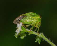 Hadrophallus bubalus