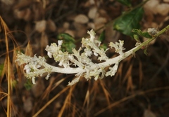 Cystotheca lanestris