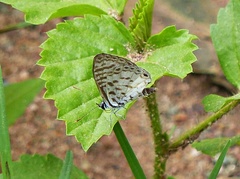 Leptotes cassius cassius