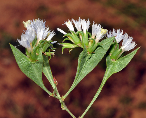 Limonium lobatum (L.fil.) Chaz.