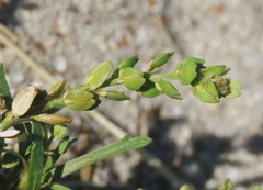 Lepidium strictum