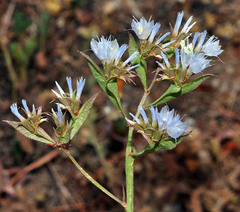 Limonium lobatum