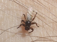 Lipoptena depressa