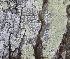 Lepra multipunctoides