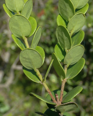 Eugenia capensis capensis