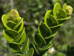 Eugenia capensis capensis