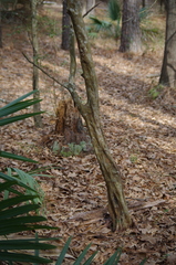 Crataegus spathulata