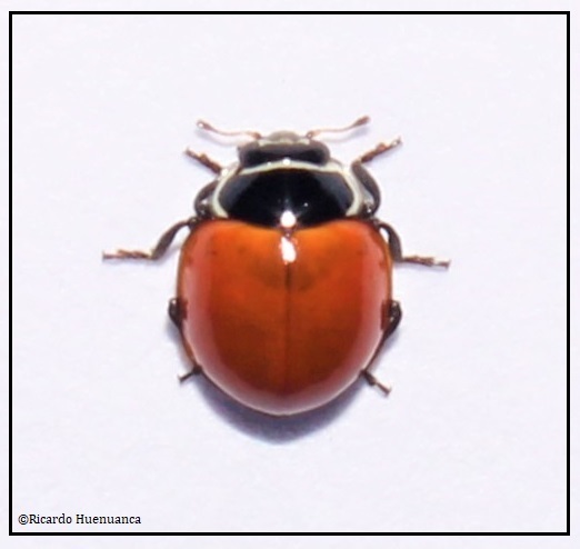 Cycloneda chilena
