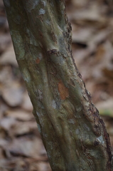 Crataegus spathulata