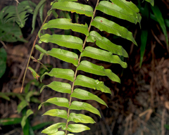 Nephrolepis biserrata