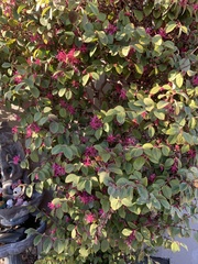 Loropetalum