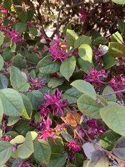 Loropetalum