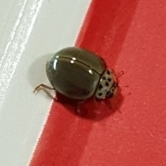 Cycloneda puncticollis